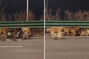 Psy uciekły rzeźnikom w Chinach