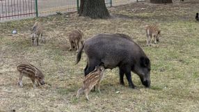Dzik z młodymi w mieście. Warszawa, Bielany