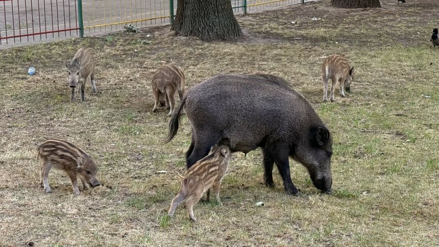 Dzik z młodymi w mieście. Warszawa, Bielany