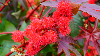 Rącznik pospolity, najbardziej trujące rośliny