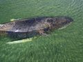 Humbak, który w nocy z czwartku na piątek uwolnił się z mielizny u wybrzeży północnych Niemiec, ponownie potrzebuje pomocy. Wieloryb zboczył z drogi prowadzącej na Morze Północne i znów utknął na Bałtyku.
