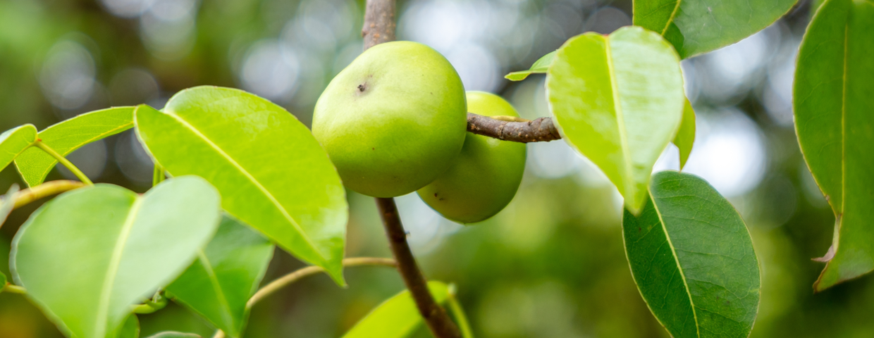drzewo Manchineel  i trujące owoce