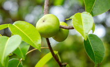 drzewo Manchineel  i trujące owoce
