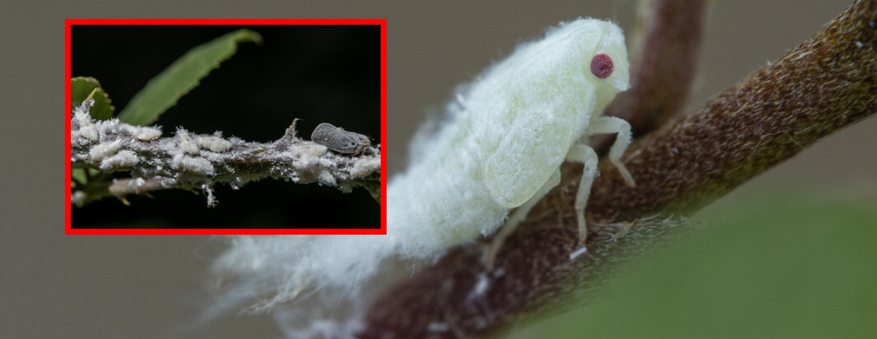 biały skoczek Metcalfa pruinosa, szkodniki w ogrodzie