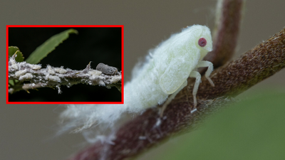 biały skoczek Metcalfa pruinosa, szkodniki w ogrodzie