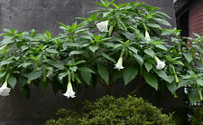 Brugmansja, trujące rośliny w ogrodzie