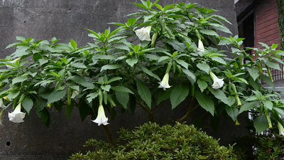 Brugmansja, trujące rośliny w ogrodzie