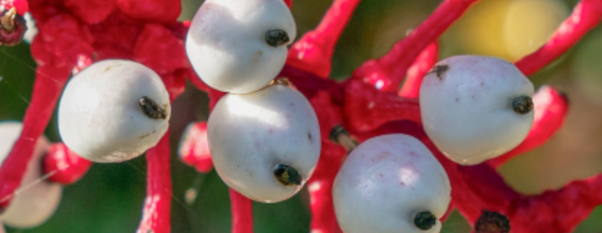 Czerniec grubopędowy (Actaea pachypoda) 