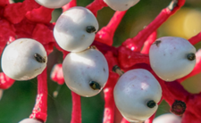 Czerniec grubopędowy (Actaea pachypoda) 
