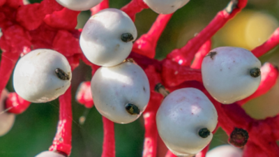 Czerniec grubopędowy (Actaea pachypoda) 