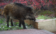 Atak dzika w Warszawie