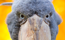 Trzewikodziób, groźny wielki ptak