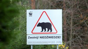 Niedźwiedzie