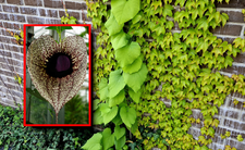 Kokornak, trujące rośliny w Polsce