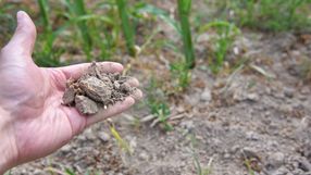 Susza na polu uprawnym