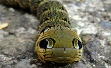 Gąsienica zmrocznika gładysza