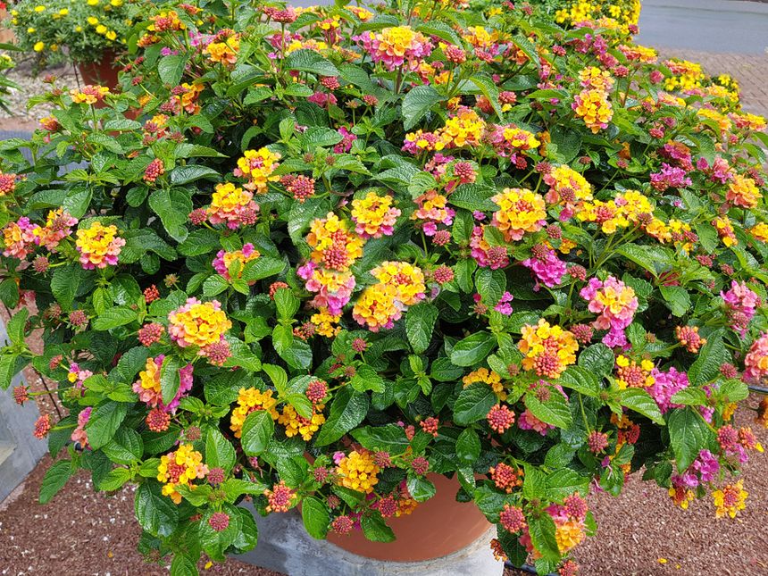 Lantana