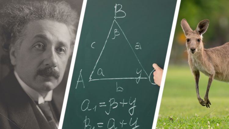 Albert Einstein, działania matematyczne, kangur