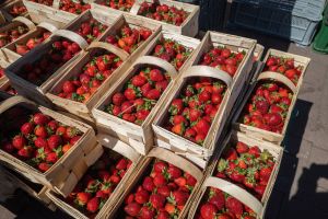 Kosze z czerwonymi truskawkami na straganie, w słoneczny dzień.
