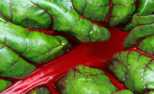 Boćwina, burak liściowy