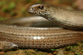 Padalec zwyczajny (Anguis fragilis)