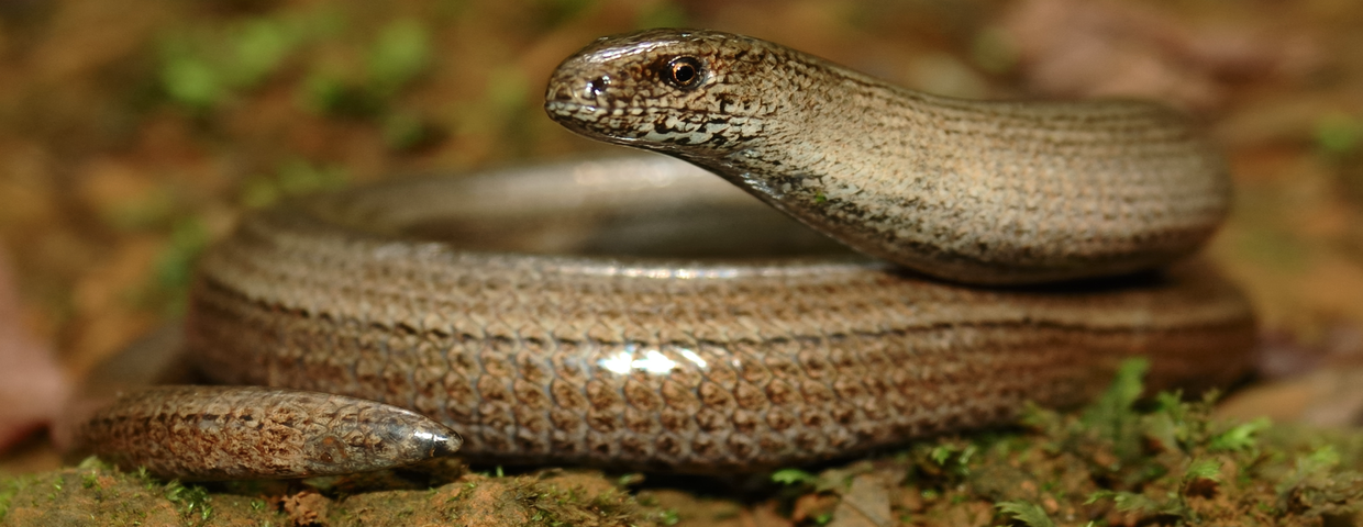 Padalec zwyczajny (Anguis fragilis)