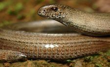 Padalec zwyczajny (Anguis fragilis)