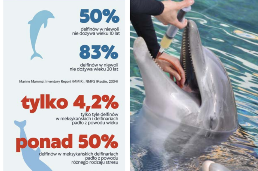 Zniewolone delfiny