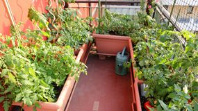 Takie warzywa można sadzić na balkonie