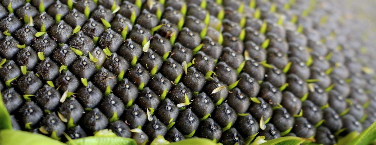 Nasiona słonecznika