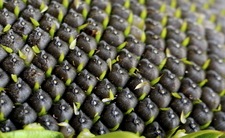 Nasiona słonecznika