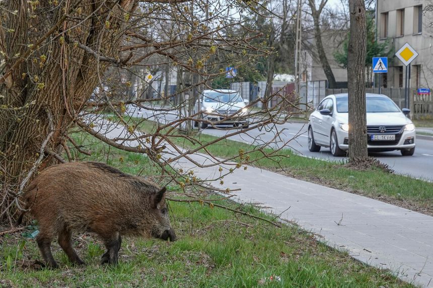 Łódź chce walczyć z problemem dzików
