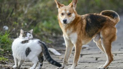 Nowe obowiązki dla właścicieli psów i kotów. Za niedopełnienie nawet 5 tys. zł kary