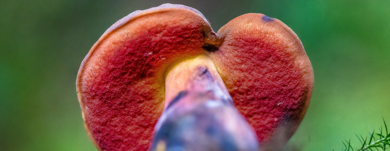 Borowik ceglastopory Neoboletus luridiformis