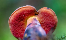 Borowik ceglastopory Neoboletus luridiformis