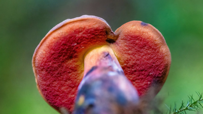 Borowik ceglastopory Neoboletus luridiformis