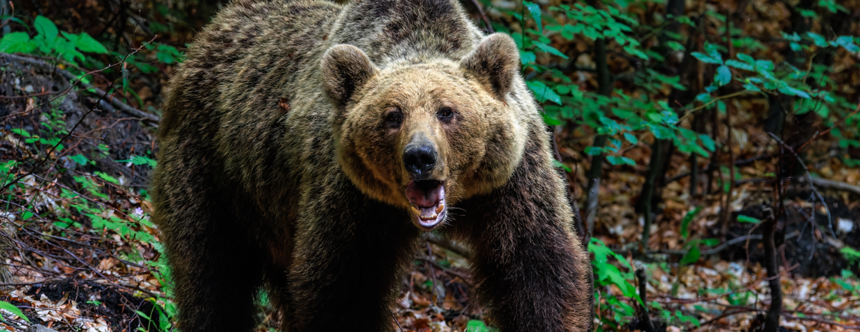Atak niedźwiedzia w Polsce