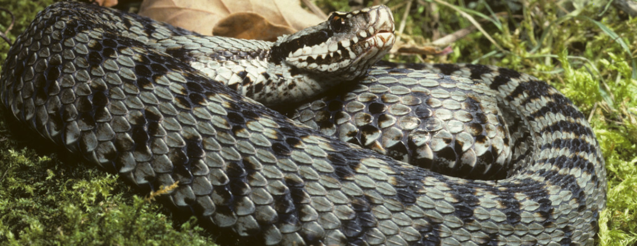 Żmija zygzakowata, jadowite węże w Polsce