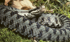 Żmija zygzakowata, jadowite węże w Polsce