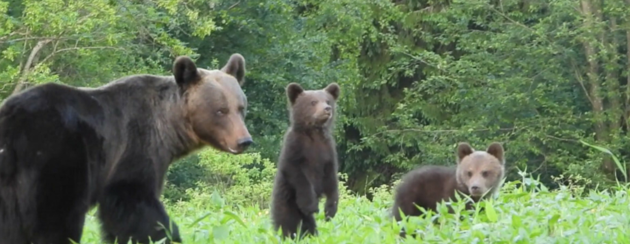 Atak niedźwiedzia, tragedia na Podkarpaciu