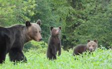 Atak niedźwiedzia, tragedia na Podkarpaciu