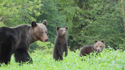 Atak niedźwiedzia, tragedia na Podkarpaciu