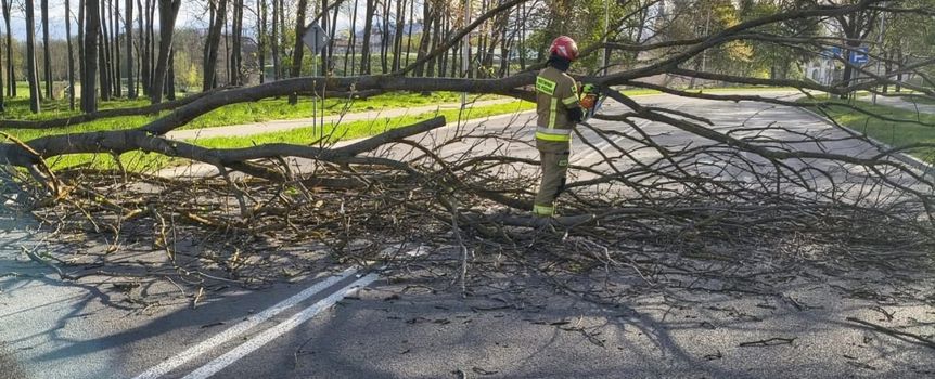 Połamane drzewa po wichurach