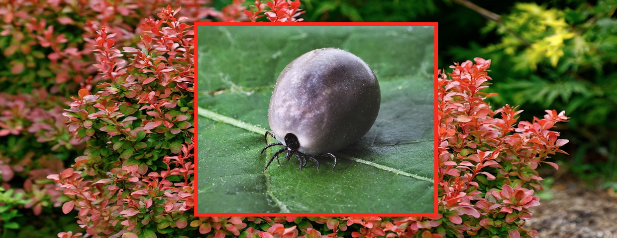 Berberys Thunberga, kleszcz