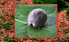 Berberys Thunberga, kleszcz