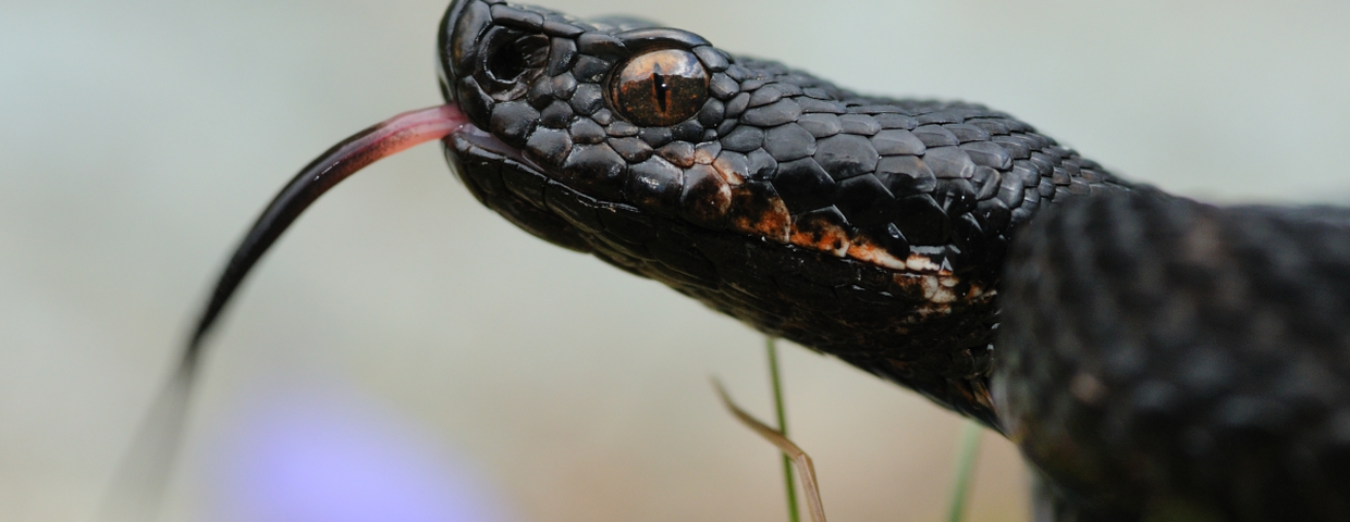 Żmija żebrowana Vipera aspis