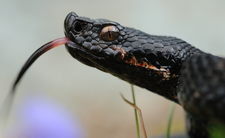 Żmija żebrowana Vipera aspis