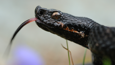 Żmija żebrowana Vipera aspis