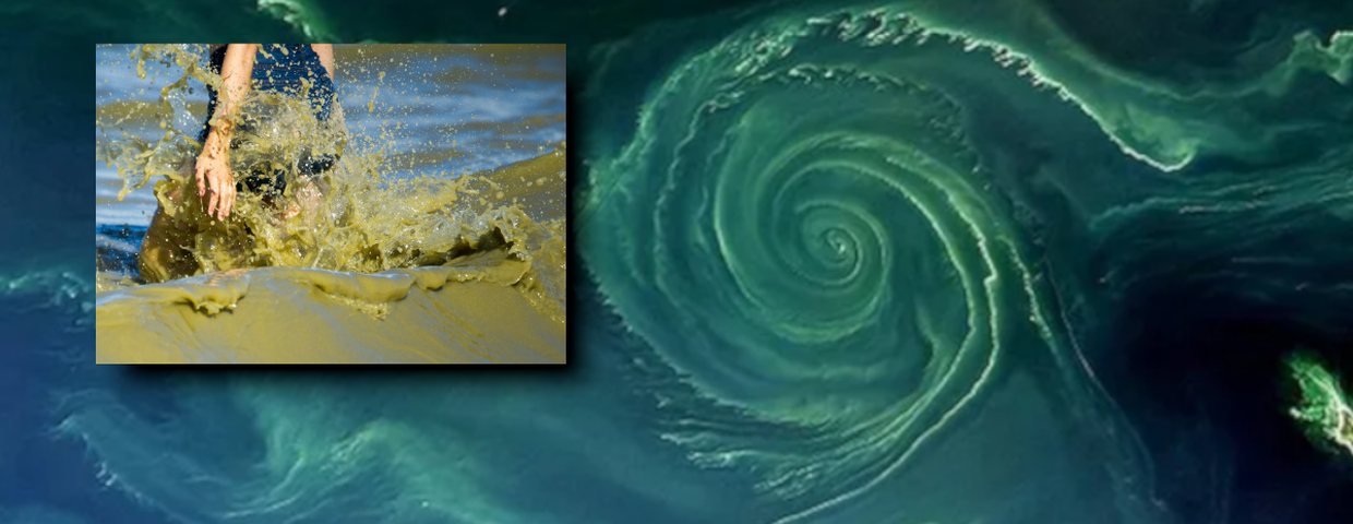 Bałtyk, zielony wir