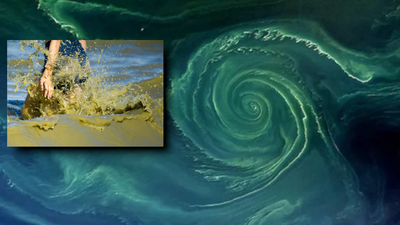 Bałtyk, zielony wir